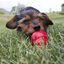 KONG - Pâté de Foie Stuff'N au Poulet pour Chien Indicateur image numéro 3