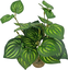 Labeo - Plante Verte Assortie Décorative pour Terrarium Indicateur image numéro 4