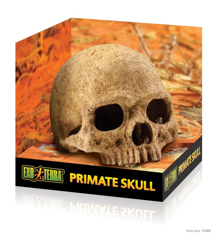 Exo Terra - Décoration Crâne Primate Skull pour Terrarium Image numéro 1 Exo Terra - Décoration Crâne Primate Skull pour Terrarium Image numéro 1