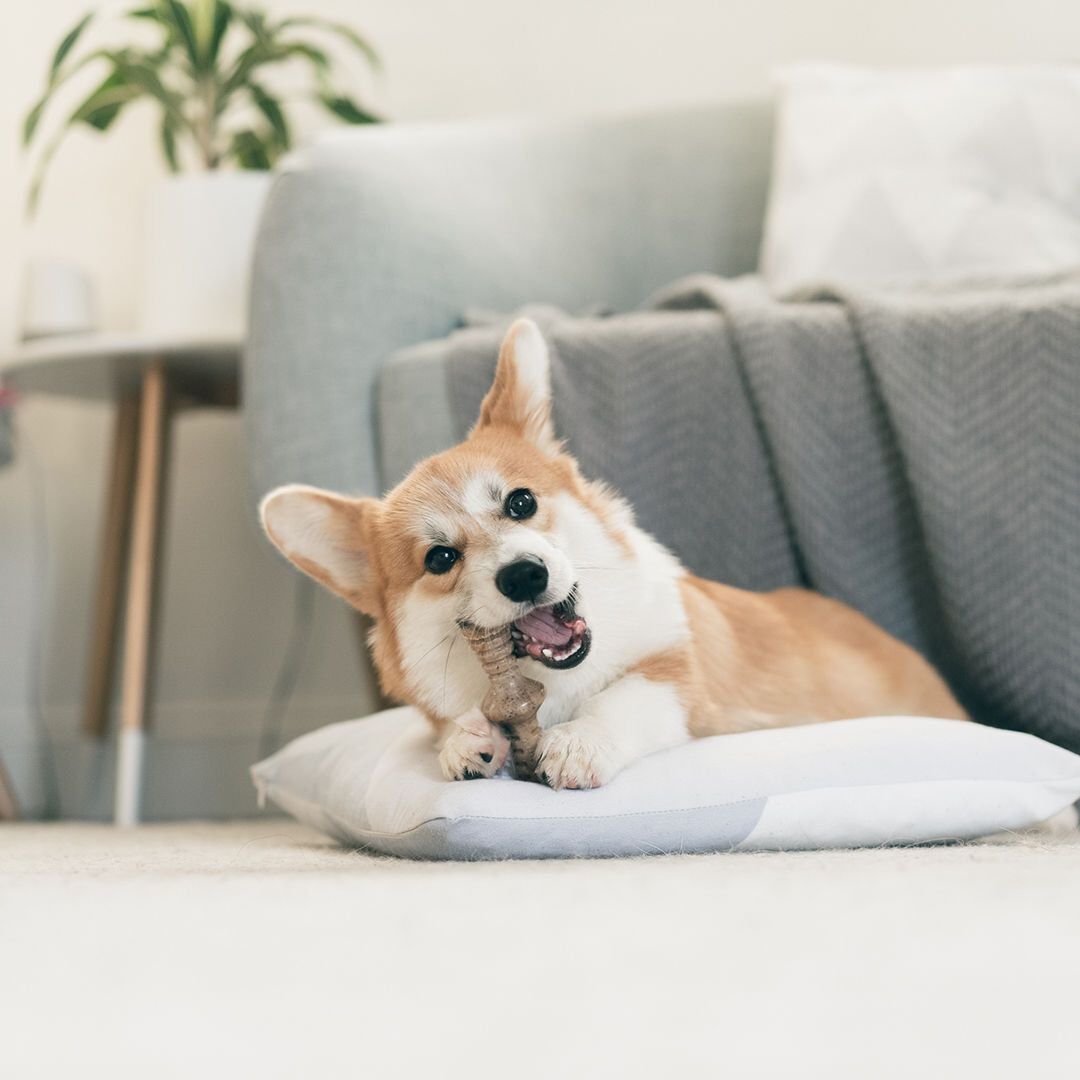 Benebone - Jouet Tiny Pack Maplestick Zaggler Bacon Image num&eacute;ro 4