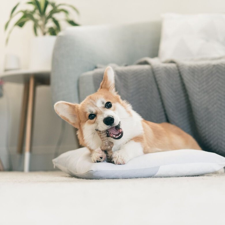 Benebone - Jouet Tiny Pack Maplestick Zaggler Bacon Image numéro 4 Benebone - Jouet Tiny Pack Maplestick Zaggler Bacon Image numéro 4