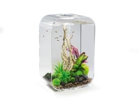 biOrb - Aquarium Life - 45 mcr transparent