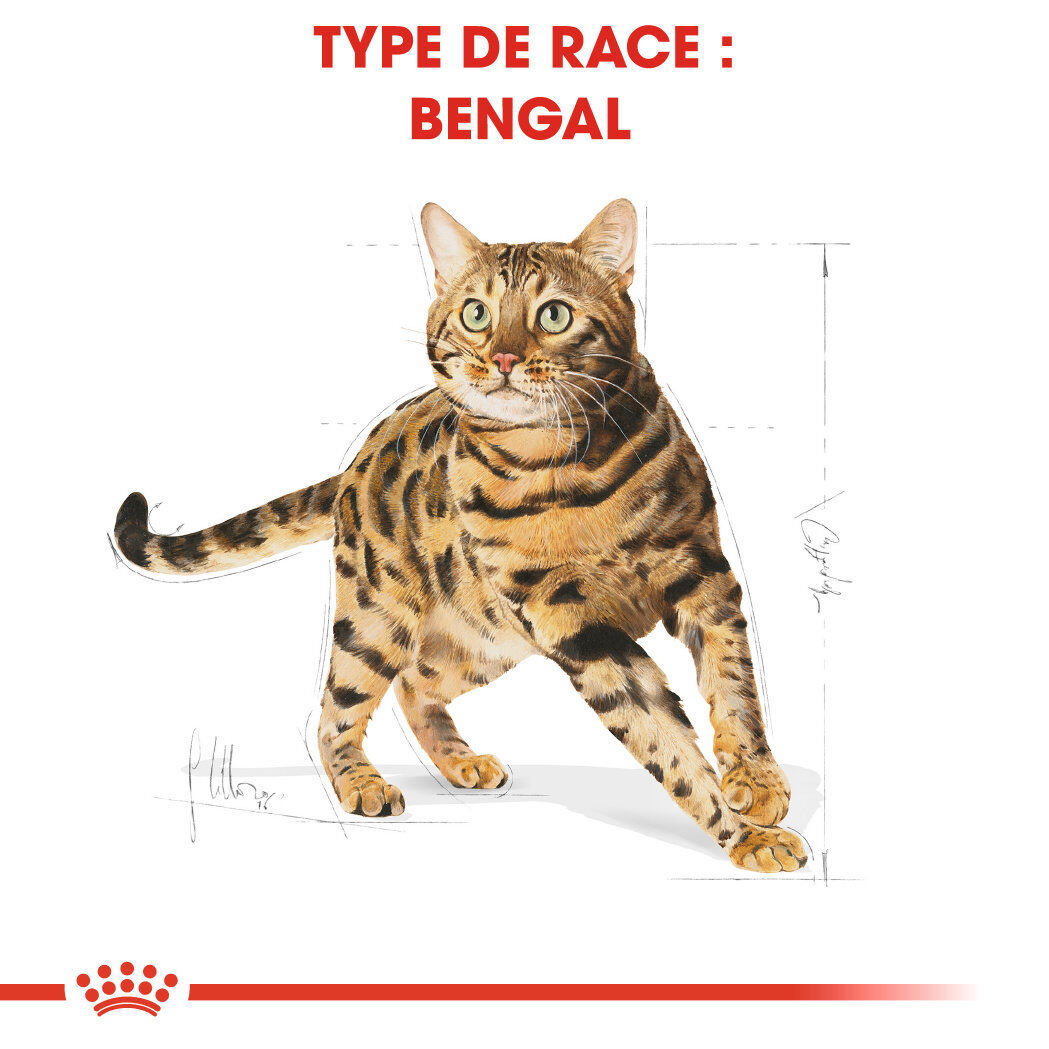 Royal Canin - Croquettes Bengal pour Chat Adulte - 2Kg Image num&eacute;ro 3