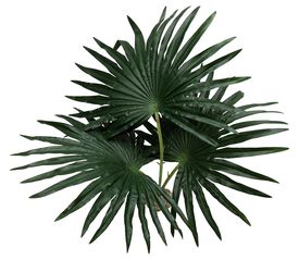 Labeo - D&eacute;coration Palmier Chamaerops pour Terrarium