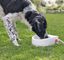 Trixie - Abreuvoir Extérieur Automatique pour Chien - Blanc Indicateur image numéro 3