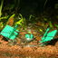 JBL - Piège à Escargots LimCollect II sans Produits Chimiques Indicateur image numéro 2