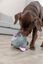 Trixie - ELÉPHANT EN PELUCHE - 27 CM Indicateur image numéro 2