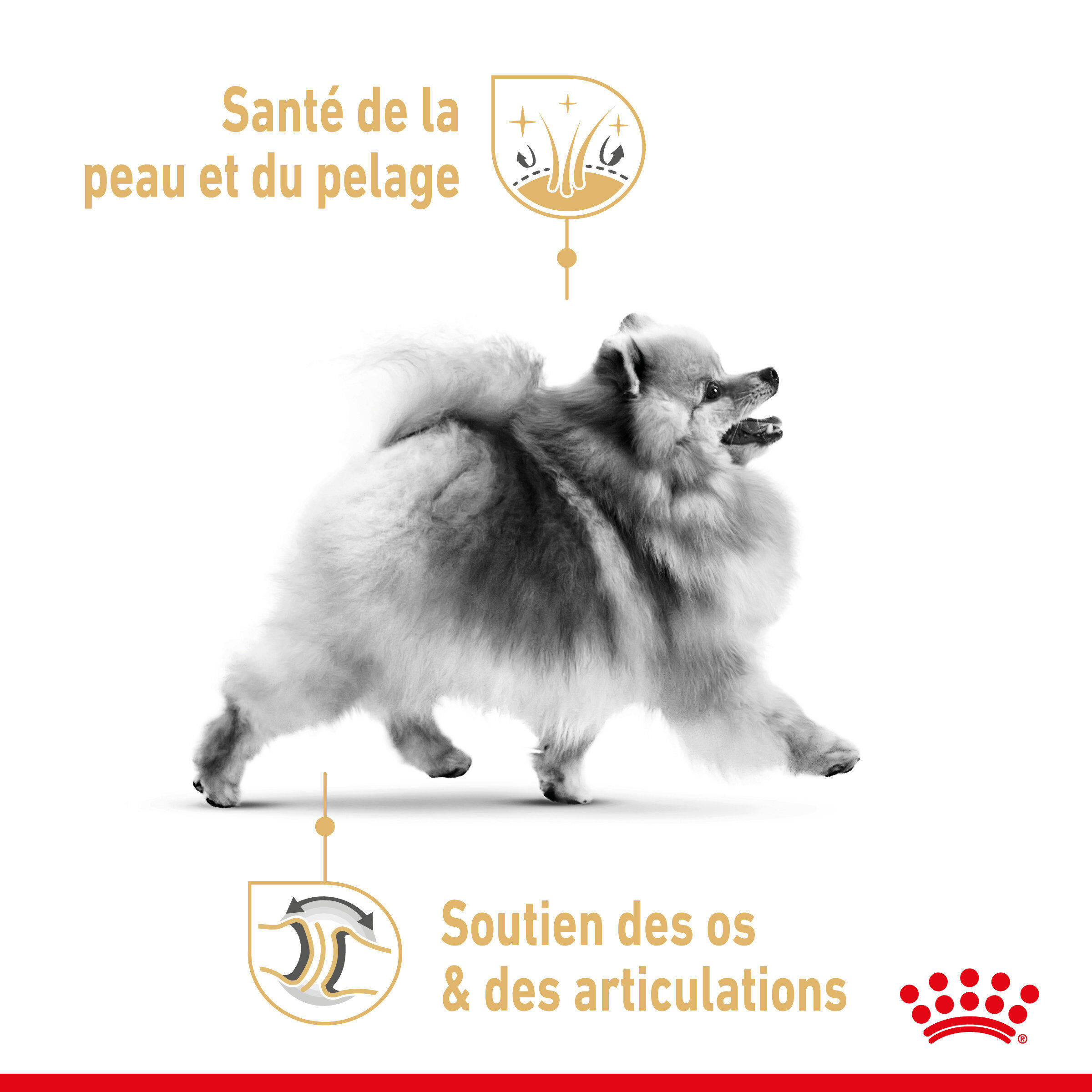 Royal Canin - Croquettes Adult Spitz Nain pour Chien - 1,5Kg Image num&eacute;ro 4