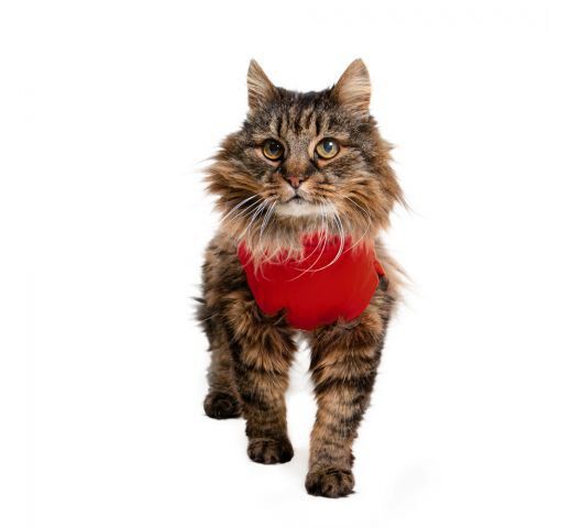 Medical Pet Shirt - Gilet de Protection Plaies pour Chats - XS Image num&eacute;ro 3
