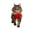Medical Pet Shirt - Gilet de Protection Plaies pour Chats - XS Indicateur image num&eacute;ro 3