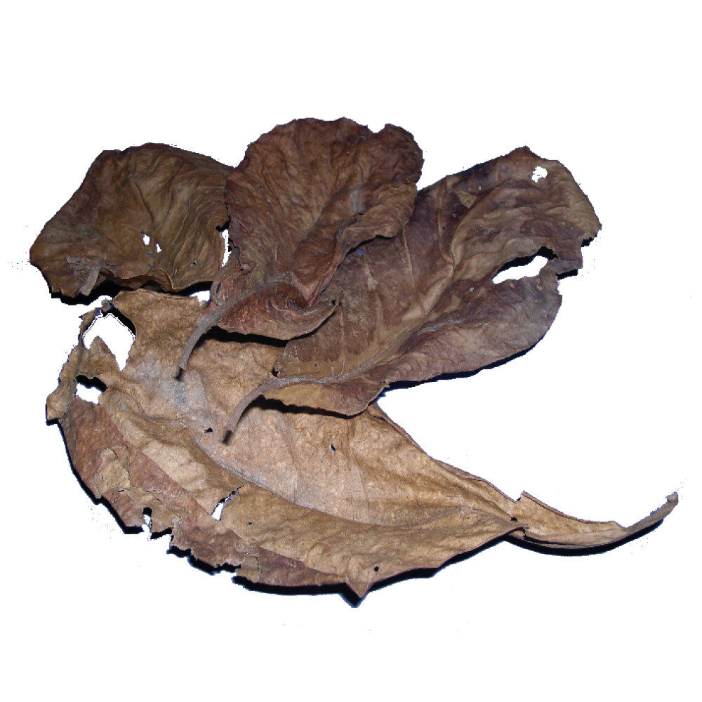 Amtra - Pi&egrave;ce de Rechange Pro Nature Catappa Leaves - x30 Image num&eacute;ro 1