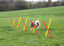 Kerbl - Kit Complet Agility pour Chiens Indicateur image numéro 3
