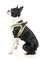 FuzzYard - Harnais Coachella pour Chien - S Indicateur image num&eacute;ro 5