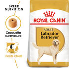 Royal Canin - Croquettes Labrador Adult pour Chiens - 3Kg image number null