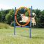 Trixie - Anneau Fun Agility pour Chien - 115xØ3cm Indicateur image numéro 2