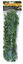 Zoomed - Plante Mexican pour Terrarium Indicateur image numéro 1