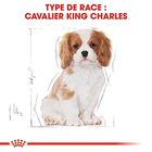Royal Canin - Croquettes Cavalier King Charles Junior pour Chiot - 1,5Kg image number null