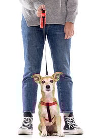 Gotoo - Laisse Enrouleur Rouge pour Chien