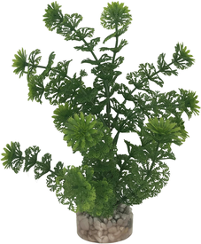 Labeo - Plante Décorative Limnophilia pour Aquarium