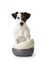 Hunter - Gamelle Lund en Céramique Blanc - 550ml Indicateur image numéro 3
