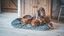 Tyrol -  Coussin Oval Gris Confort Yellowstone pour Chien - 80cm Indicateur image numéro 5