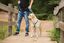 Rogz - Laisse Control Lead Anti-choc pour Chien - Noir Indicateur image numéro 5