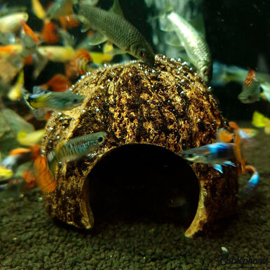 Eublepharis - Cachette Kabuto pour Reptiles - 12cm