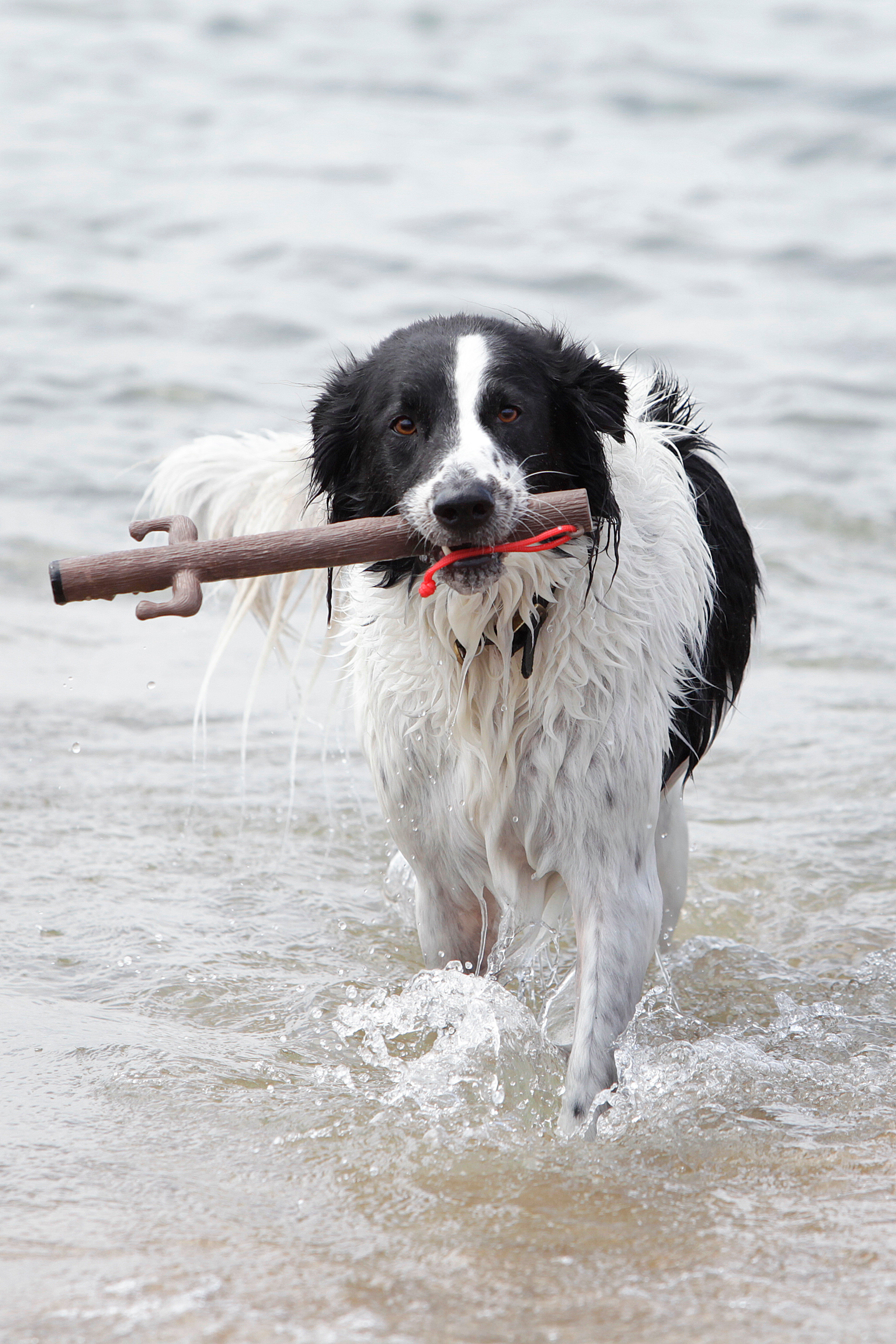 Doog - Jouet B&acirc;ton The Sticks Uncle Chuck pour Chiens - 38cm Image num&eacute;ro 2