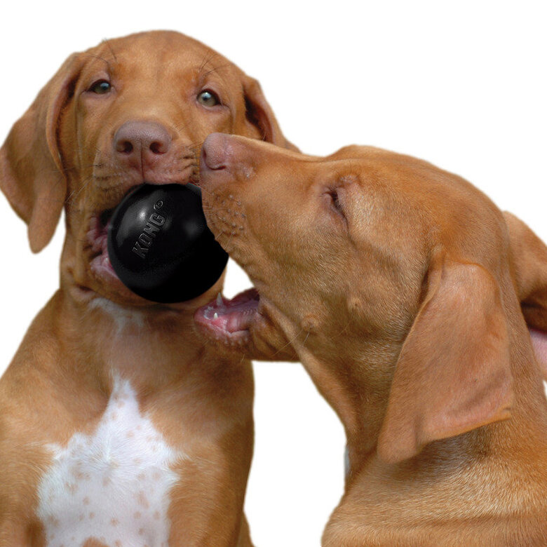 Kong - Jouet Extreme Ball pour Chien - S Image numéro 4 Kong - Jouet Extreme Ball pour Chien - S Image numéro 4