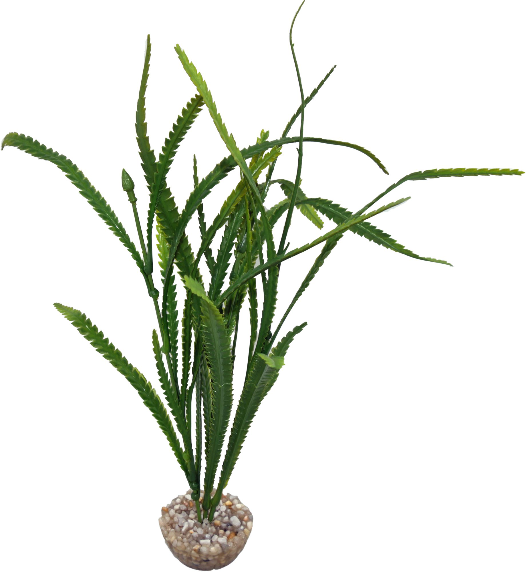 Labeo - Plante D&eacute;corative Aponogeton pour Aquarium Image num&eacute;ro 1