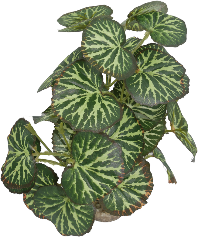 Labeo - Plante Verte Assortie Décorative pour Terrarium Image numéro 6 Labeo - Plante Verte Assortie Décorative pour Terrarium Image numéro 6