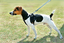 Zolux - Harnais de Sécurité Auto pour Chien - S Indicateur image numéro 2