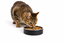 Leeby - Gamelle Double Paroi en Inox Noire pour Chiens - M/ 400ml Indicateur image num&eacute;ro 2