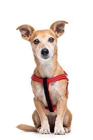 Gotoo - Harnais Essentials en Nylon Premium Rouge pour Chien