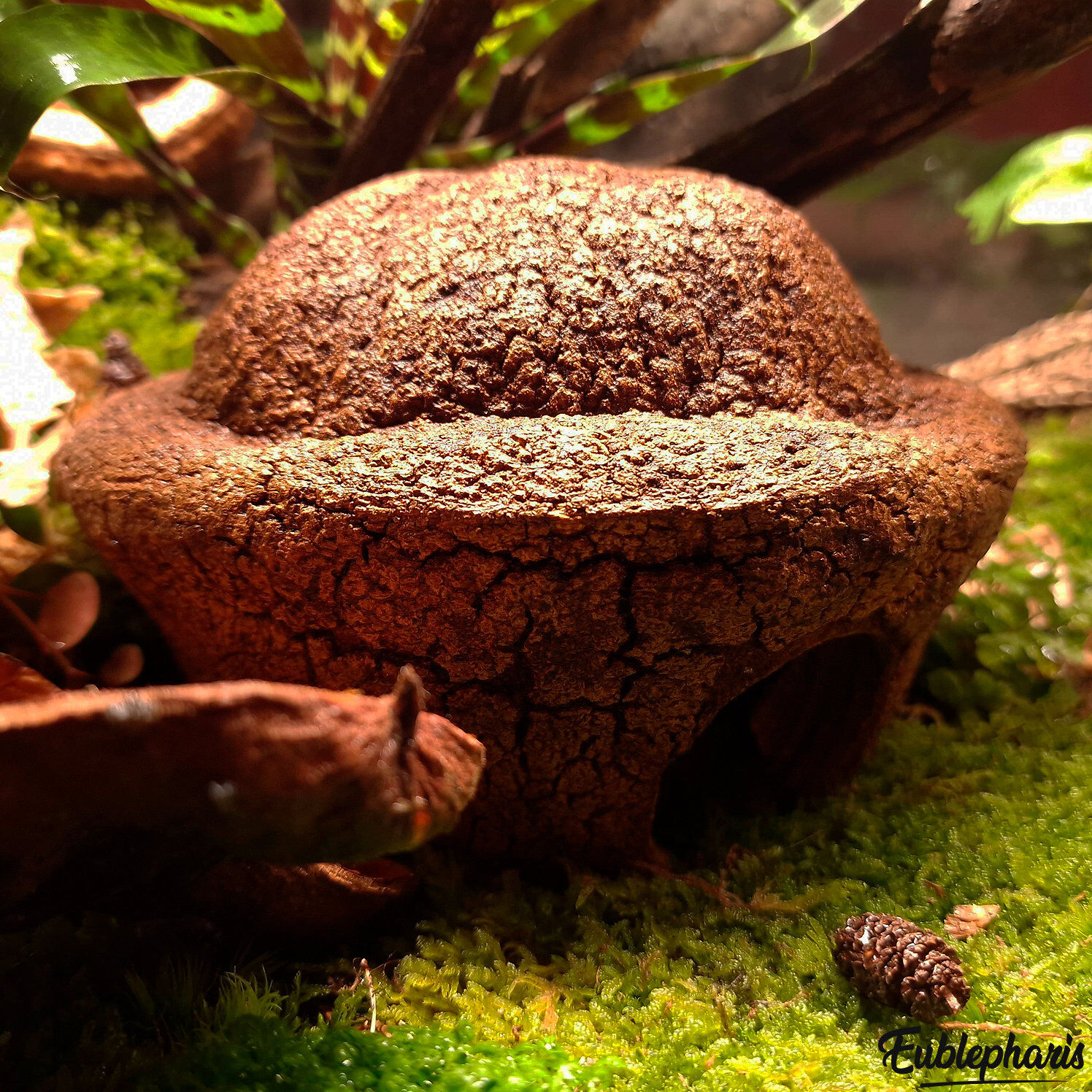 Eublepharis - Cachette Bilbo pour Reptiles - 20cm Image num&eacute;ro 2