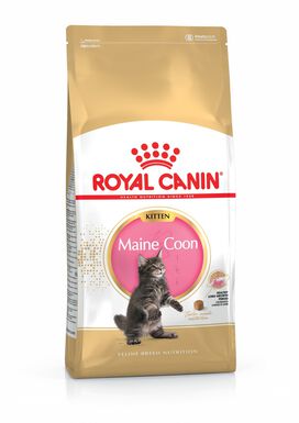 Royal Canin - Croquettes Maine Coon Kitten pour Chaton