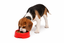 Leeby - Gamelle Plastique Rouge pour Chiens - L/700ml Indicateur image num&eacute;ro 2