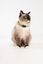 Tickless - Répulsif Antiparasitaire Mini Cat Ultrason Rechargeable pour Chats - Noir Indicateur image numéro 4