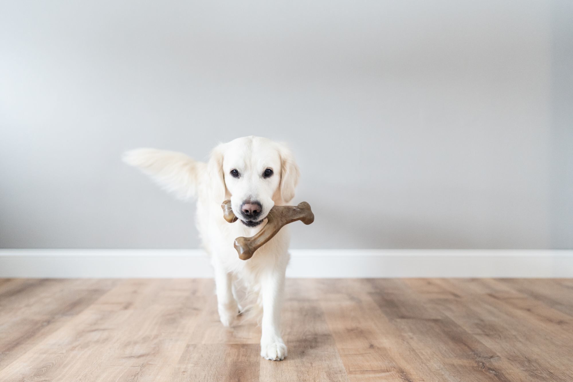 Benebone - Jouet Os A Macher Wishbone Bacon - S Image num&eacute;ro 4