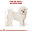 Royal Canin - Croquettes Bichon Frisé pour Chien Adulte - 1,5Kg Indicateur image numéro 3