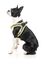FuzzYard - Harnais Coachella pour Chien - L Indicateur image numéro 5
