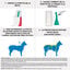 Frontline - Pipettes Antiparasitaire pour Chien de 20 à 40Kg - 6x2,68ml Indicateur image numéro 4