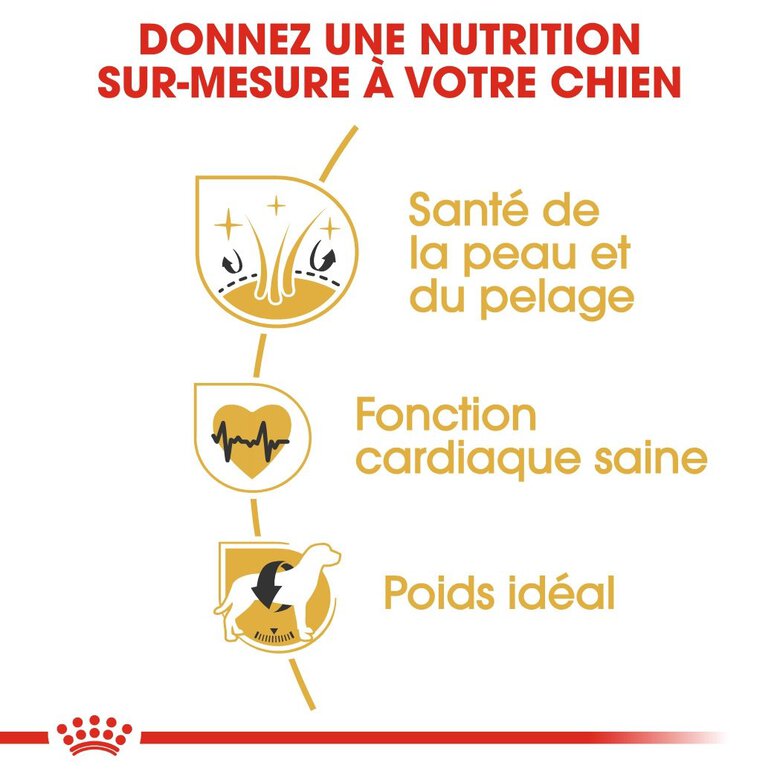 Royal Canin - Croquettes Golden Retriever pour Chien Adulte - 12Kg Image numéro 5 Royal Canin - Croquettes Golden Retriever pour Chien Adulte - 12Kg Image numéro 5