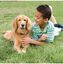 PetSafe - Clôture Anti-fugue Radio Fence pour Chien Indicateur image numéro 3