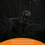 Weenect - Traceur GPS L/XL Edition 2023 pour Chiens - Noir Indicateur image numéro 8
