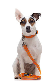 Gotoo - Collier Essentials en Nylon Premium Orange pour Chien