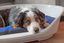 Ferplast - Corbeille Siesta Deluxe 10 Bleu pour Chiens Indicateur image numéro 5