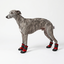 Gotoo - Bottes de Protection pour Chiens - Taille M Indicateur image num&eacute;ro 5