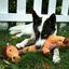 KONG - Jouet Peluche Shakers Luvs Girafe pour Chiens Indicateur image numéro 4