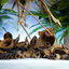 Eublepharis - Gousses Naturelles Bio-Active Tropical Kit - x40 Indicateur image numéro 10